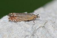 Lathronympha strigana