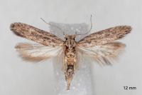 Scrobipalpa ergasima