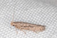 Scrobipalpa ergasima