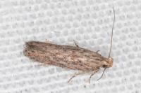 Scrobipalpa ergasima