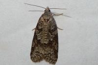 Cnephasia