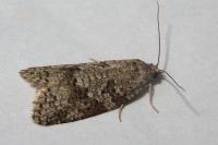 Cnephasia