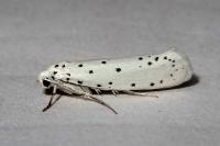 Yponomeuta