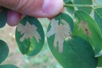 Parectopa robiniella