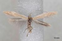 Coleophora taeniipennella