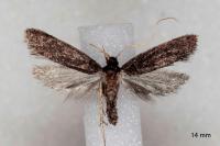 Eurodachtha canigella