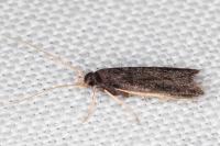Eurodachtha canigella