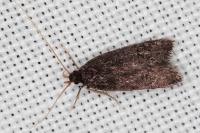 Eurodachtha canigella