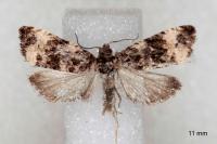 Endothenia marginana