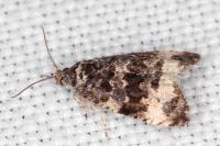 Endothenia marginana