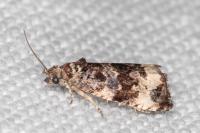 Endothenia marginana