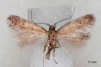 Stomopteryx remissella