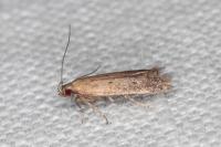 Stomopteryx remissella