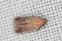 Stomopteryx remissella