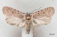 Agonopterix olusatri