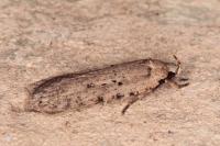 Agonopterix olusatri