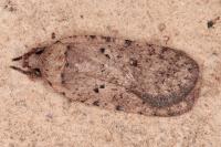 Agonopterix olusatri