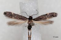 Oxypteryx atrella