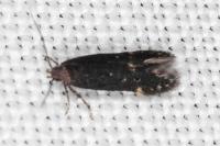 Oxypteryx atrella