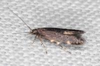 Oxypteryx atrella