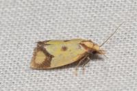 Agapeta zoegana