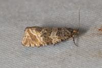Celypha cespitana
