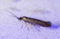 Coleophora