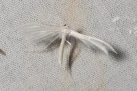 Pterophorus pentadactylus