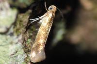 Argyresthia goedartella