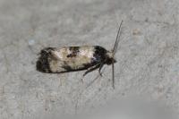 Neocochylis dubitana