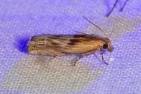 Eucosma
