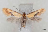 Batia lunaris