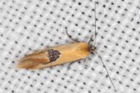 Batia lunaris