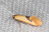 Batia lunaris