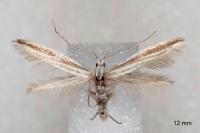 Coleophora pulchripennella