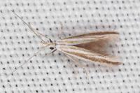 Coleophora pulchripennella