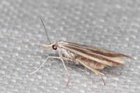 Coleophora pulchripennella