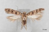 Bryotropha domestica