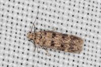 Bryotropha domestica