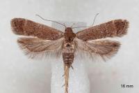 Anacampsis timidella