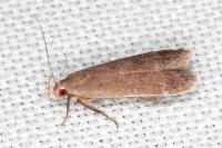 Anacampsis timidella