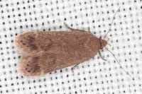 Anacampsis timidella