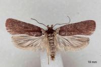 Agonopterix cnicella