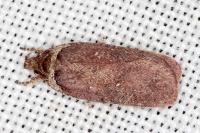 Agonopterix cnicella
