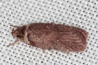 Agonopterix cnicella