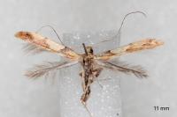 Caloptilia acerivorella