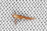 Caloptilia acerivorella