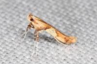 Caloptilia acerivorella