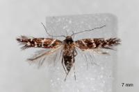 Vulcaniella grabowiella