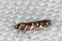 Vulcaniella grabowiella
